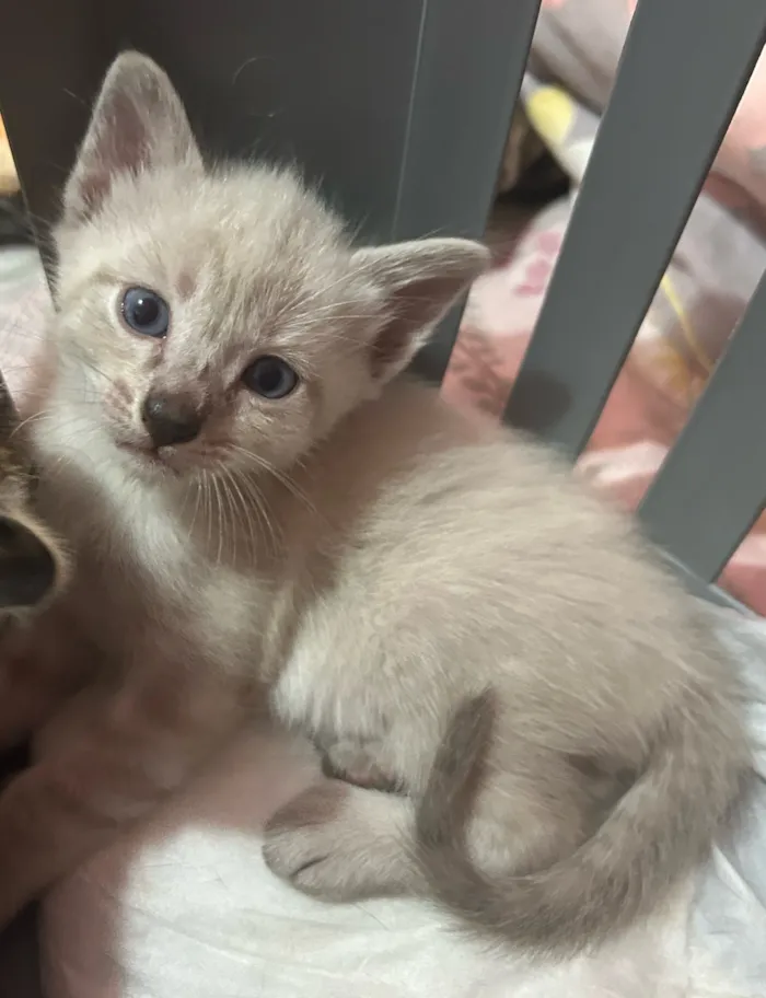 Gato raça SRD-ViraLata idade Abaixo de 2 meses nome Gato macho 