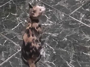 Gato raça SRD-ViraLata idade 2 a 6 meses nome titinha