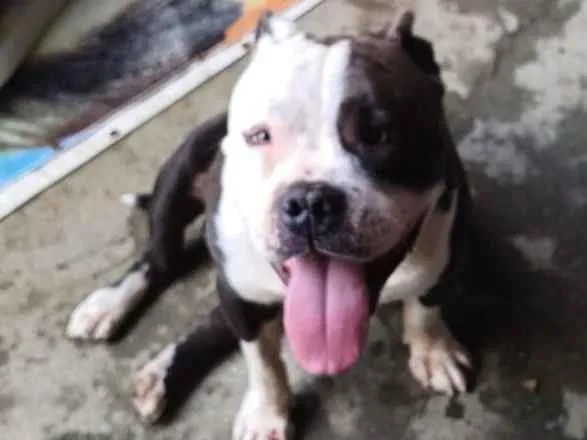 Cachorro raça Pit-Bull idade 5 anos nome Thor