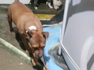 Cachorro raça Pit-Bull idade 5 anos nome Bandida 