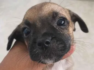 Cachorro raça SRD-ViraLata idade 2 a 6 meses nome Paçoquinha