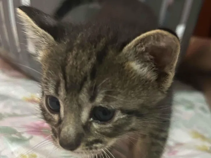 Gato raça SRD-ViraLata idade Abaixo de 2 meses nome Gatinho macho 