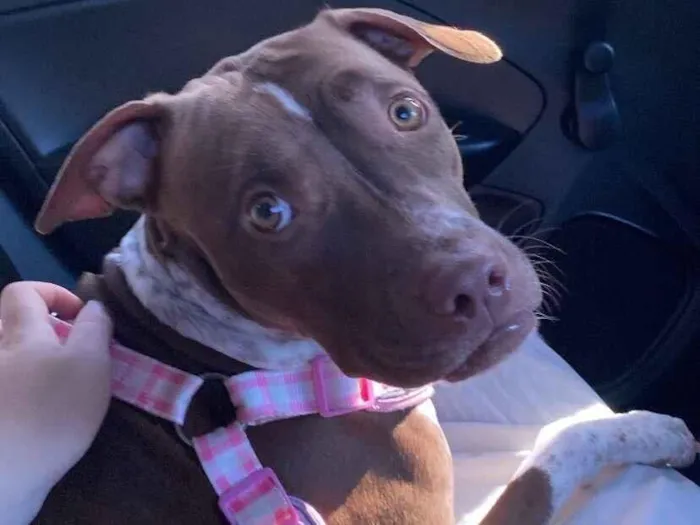 Cachorro raça Pit-Bull idade 7 a 11 meses nome Leona