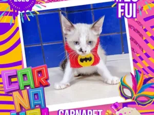 Gato raça SRD-ViraLata idade Abaixo de 2 meses nome Mary  Penelope e Pierre