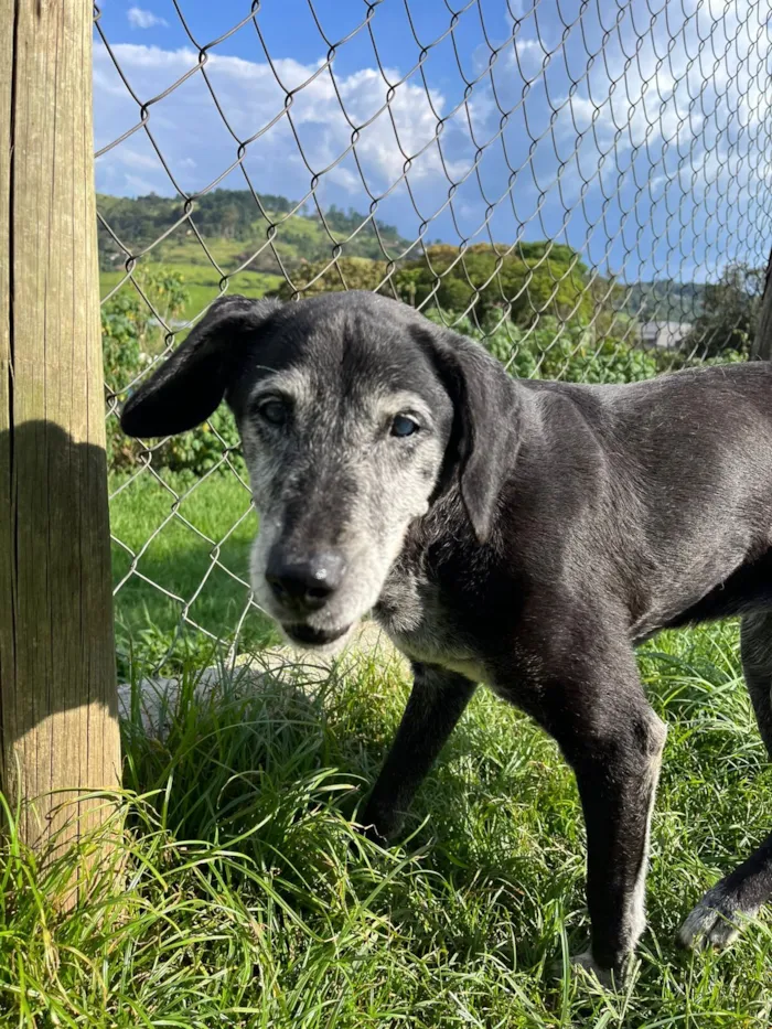 Cachorro raça SRD-ViraLata idade 6 ou mais anos nome Nina