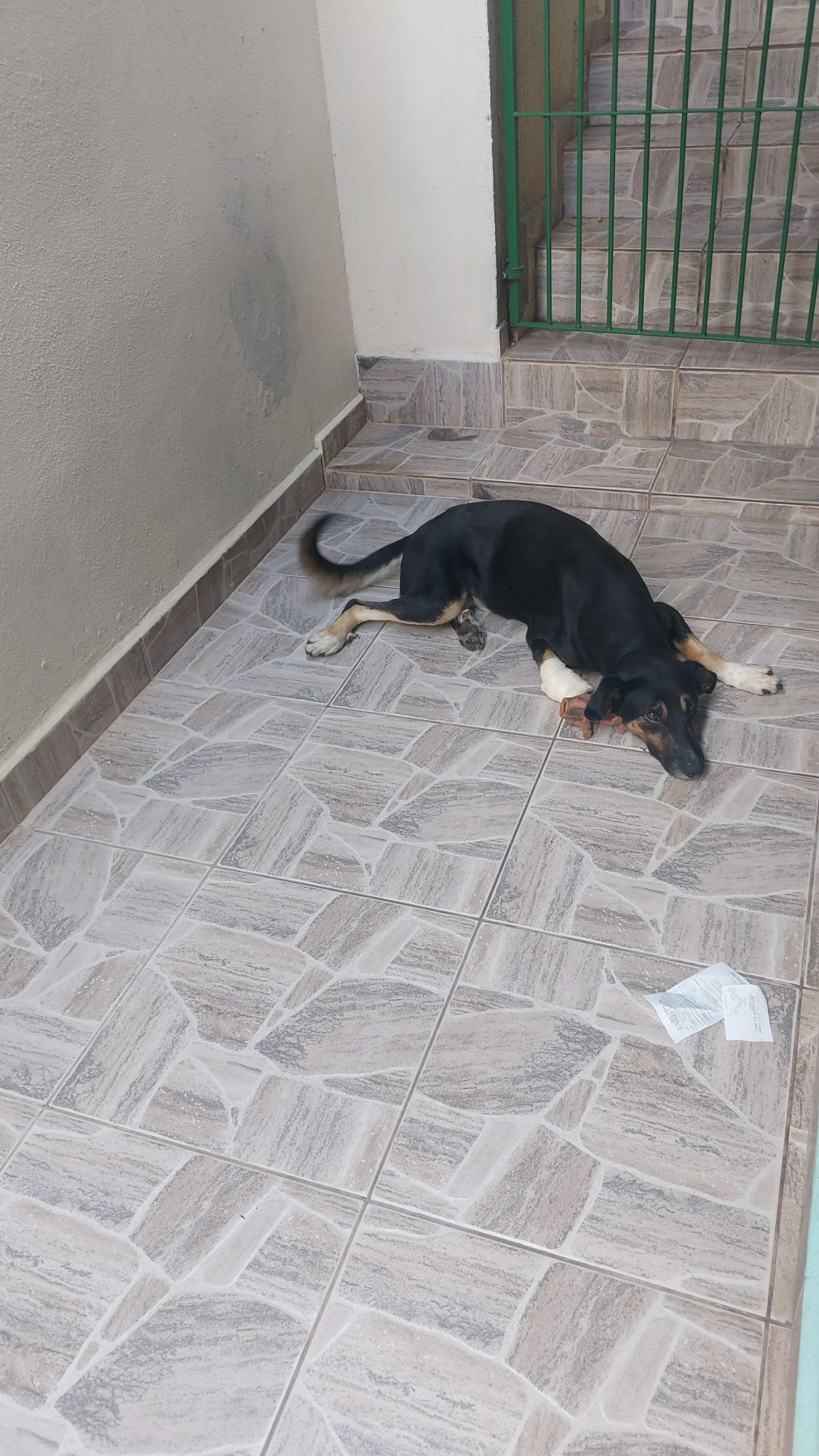 Cachorro raça SRD-ViraLata idade 1 ano nome Boby