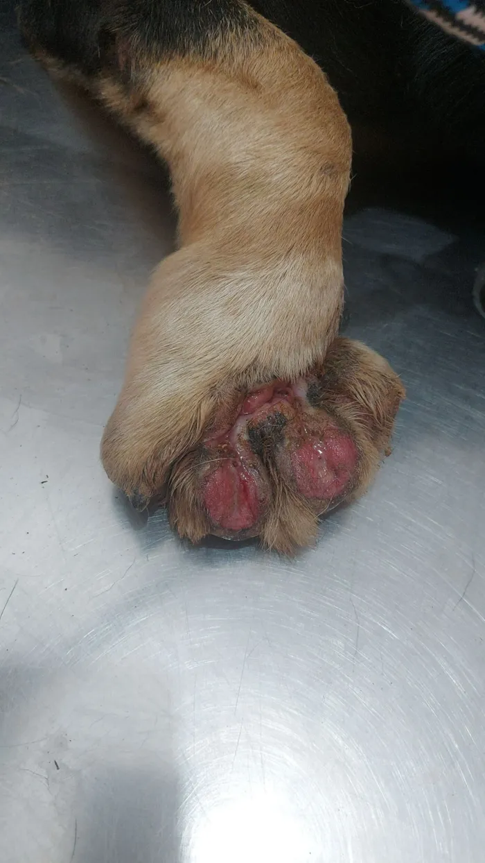 Cachorro raça SRD-ViraLata idade 1 ano nome Boby