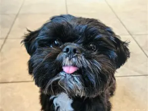 Cachorro raça Shitzu idade 2 a 6 meses nome Lucky