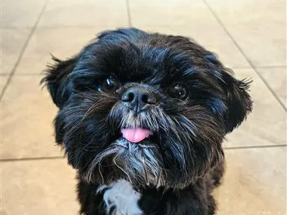 Cachorro raça Shitzu idade 2 a 6 meses nome Lucky