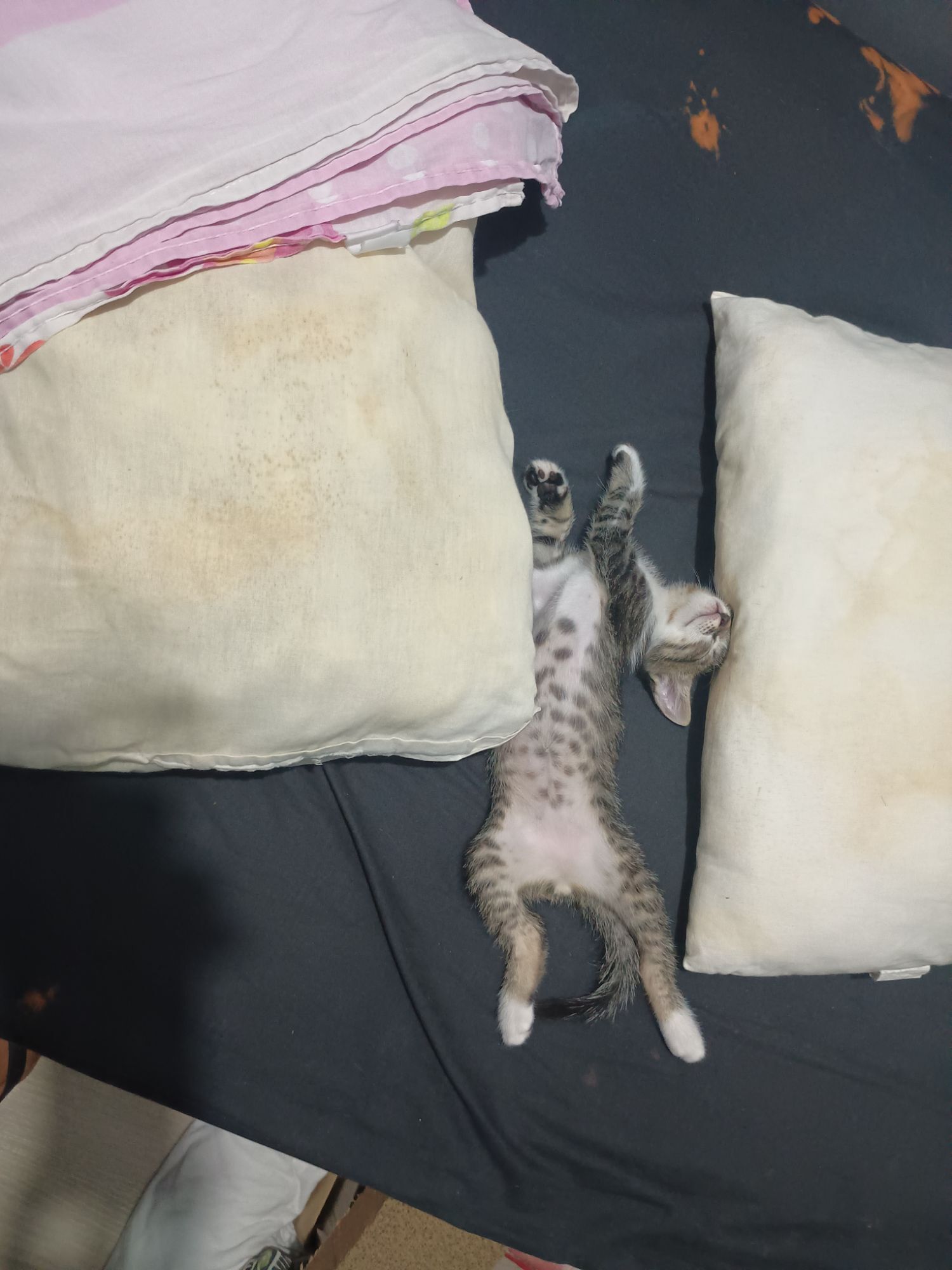 Gato raça SRD-ViraLata idade 2 a 6 meses nome Pretinho ( sem nome na verdade)