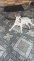 Cachorro raça Pit-Bull idade 2 anos nome Thanus