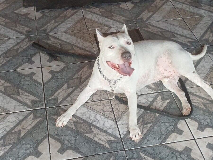 Cachorro raça Pit-Bull idade 2 anos nome Thanus