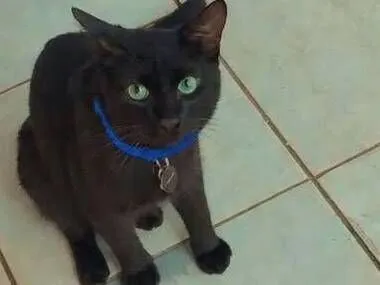 Gato raça SRD-ViraLata idade 7 a 11 meses nome PRETINHO