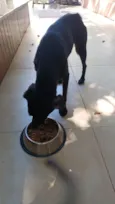 Cachorro raça SRD-ViraLata idade 3 anos nome Pretinha