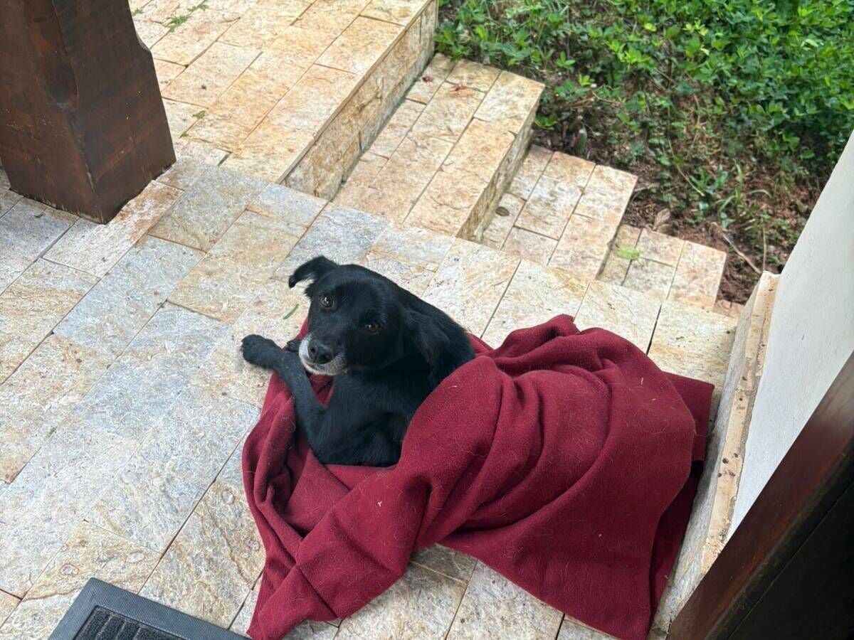 Cachorro raça SRD-ViraLata idade 3 anos nome Pretinha