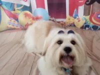 Cachorro raça Shitzu idade 3 anos nome Simba