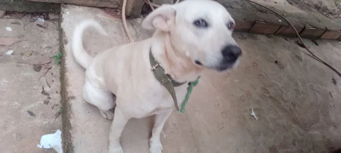 Cachorro raça SRD-ViraLata idade 1 ano nome Floid e Nanico 