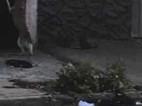 ALESSANDRO DE JESUS PAULINO