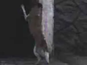 Cachorro raça SRD-ViraLata idade 4 anos nome ALESSANDRO DE JESUS PAULINO