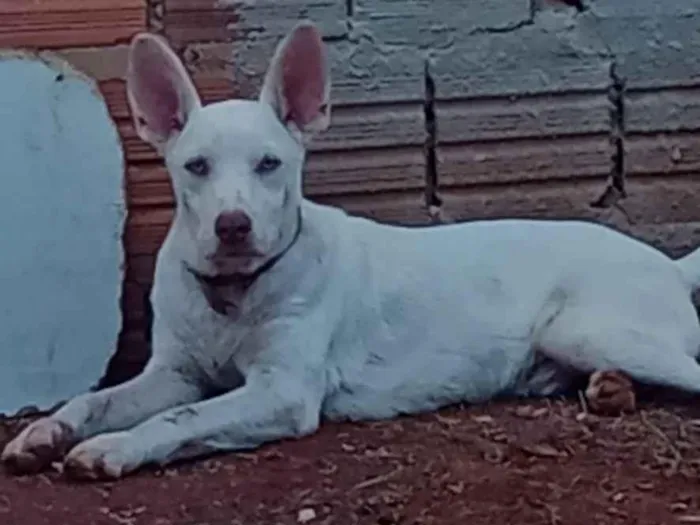 Cachorro raça SRD-ViraLata idade 3 anos nome Cremosinho