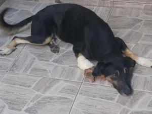 Cachorro raça SRD-ViraLata idade 1 ano nome Boby