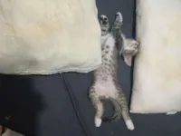 Gato raça SRD-ViraLata idade 2 a 6 meses nome Pretinho ( sem nome na verdade)