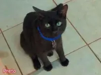 Gato raça SRD-ViraLata idade 7 a 11 meses nome PRETINHO