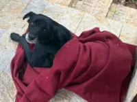 Cachorro raça SRD-ViraLata idade 3 anos nome Pretinha