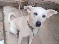 Cachorro raça SRD-ViraLata idade 1 ano nome Floid e Nanico 