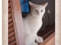 Gato raça SRD-ViraLata idade 3 anos nome Cloud