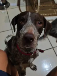 Cachorro raça SRD-ViraLata idade 5 anos nome Theo 
