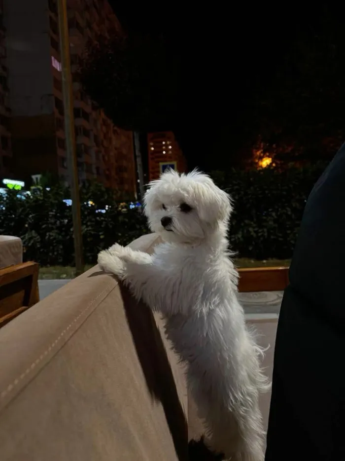 Cachorro raça Poodle idade 2 a 6 meses nome Freed