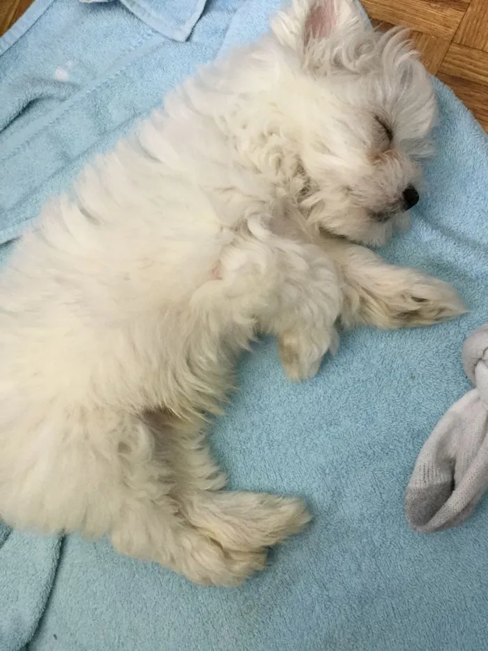 Cachorro raça Poodle idade 2 a 6 meses nome Freed