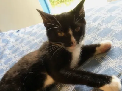 Gato raça SRD-ViraLata idade Abaixo de 2 meses nome Você que escolhe ??
