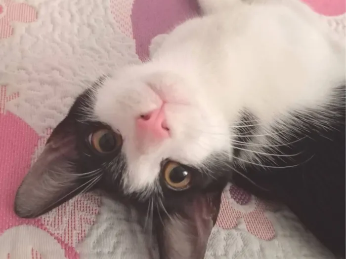 Gato raça SRD-ViraLata idade 2 a 6 meses nome S/N