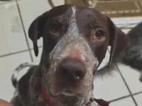 Cachorro raça SRD-ViraLata idade 5 anos nome Theo 