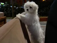 Cachorro raça Poodle idade 2 a 6 meses nome Freed