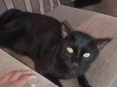 Gato raça SRD-ViraLata idade 5 anos nome Faisca