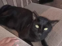 Gato raça SRD-ViraLata idade 5 anos nome Faisca