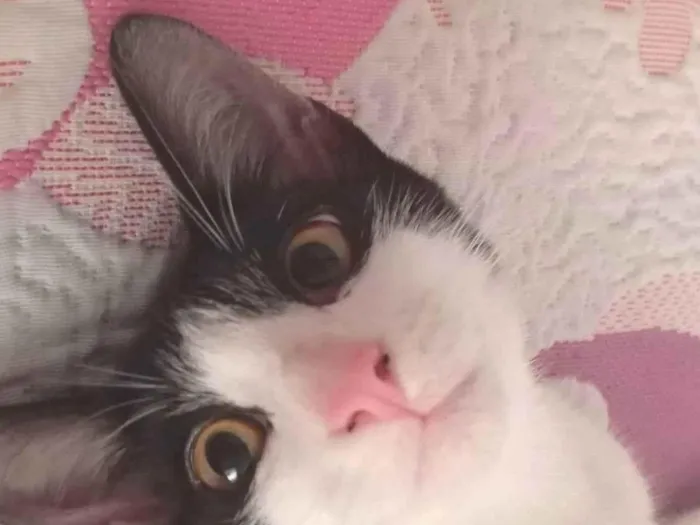 Gato raça SRD-ViraLata idade 2 a 6 meses nome S/N