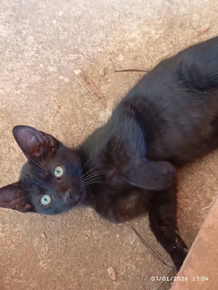 Gato raça SRD-ViraLata idade 2 a 6 meses nome S/N