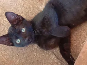 Gato raça SRD-ViraLata idade 2 a 6 meses nome S/N