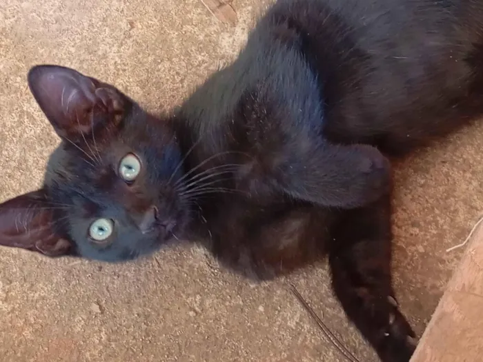 Gato raça SRD-ViraLata idade 2 a 6 meses nome S/N