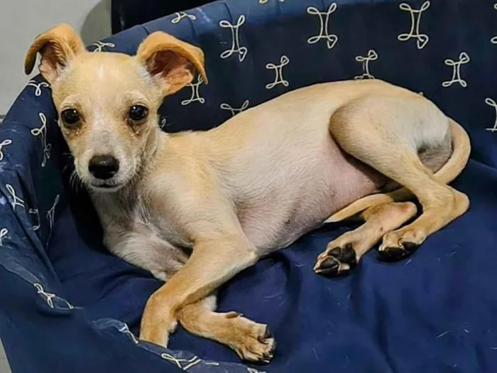 Cachorro raça SRD-ViraLata idade 7 a 11 meses nome Pipoca