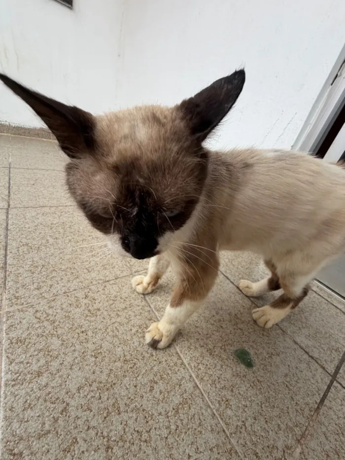 Gato raça Siamês idade 2 a 6 meses nome costelinha