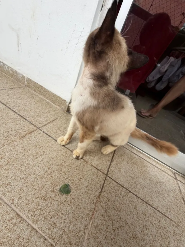 Gato raça Siamês idade 2 a 6 meses nome costelinha