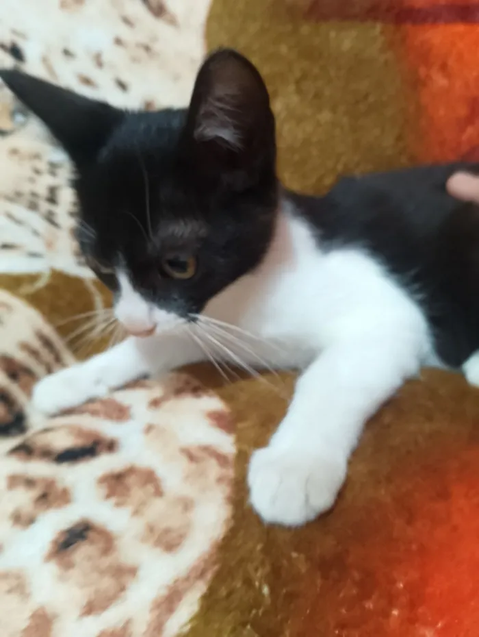 Gato raça SRD-ViraLata idade 2 a 6 meses nome Sem nome