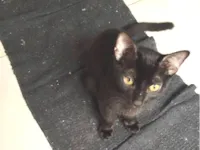 Gato raça SRD-ViraLata idade 2 a 6 meses nome Banguela