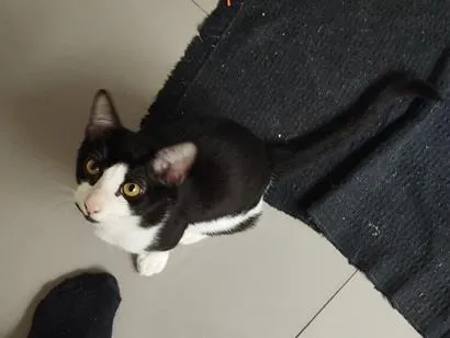 Gato raça SRD-ViraLata idade 2 a 6 meses nome Frajola