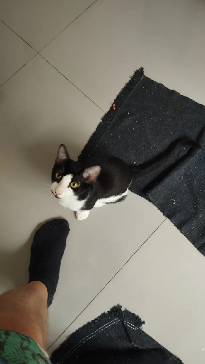 Gato raça SRD-ViraLata idade 2 a 6 meses nome Frajola